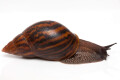 Achatina achatina achatina Ghana typ 2a adult import